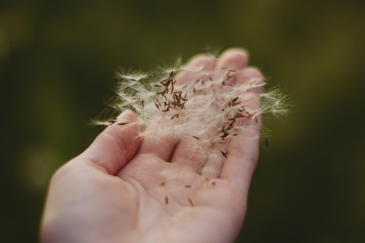 Close-Up Shot of a Person Holding Dandelion Petals