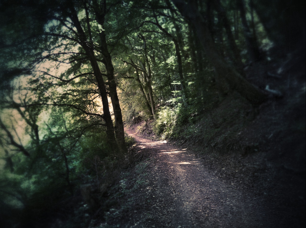 Dirt Road Surrounded by Trees