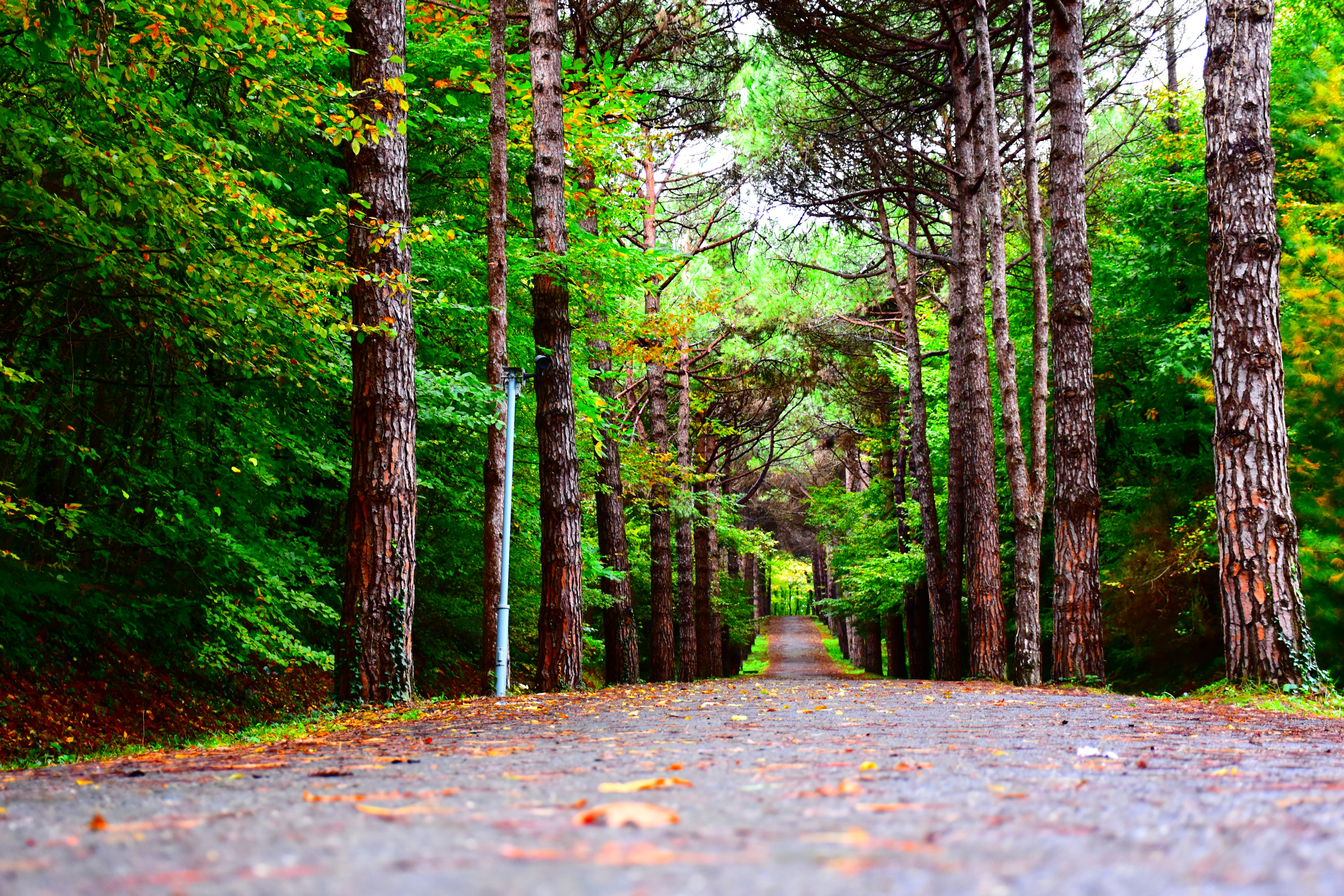 Empty Pathway Between Trees