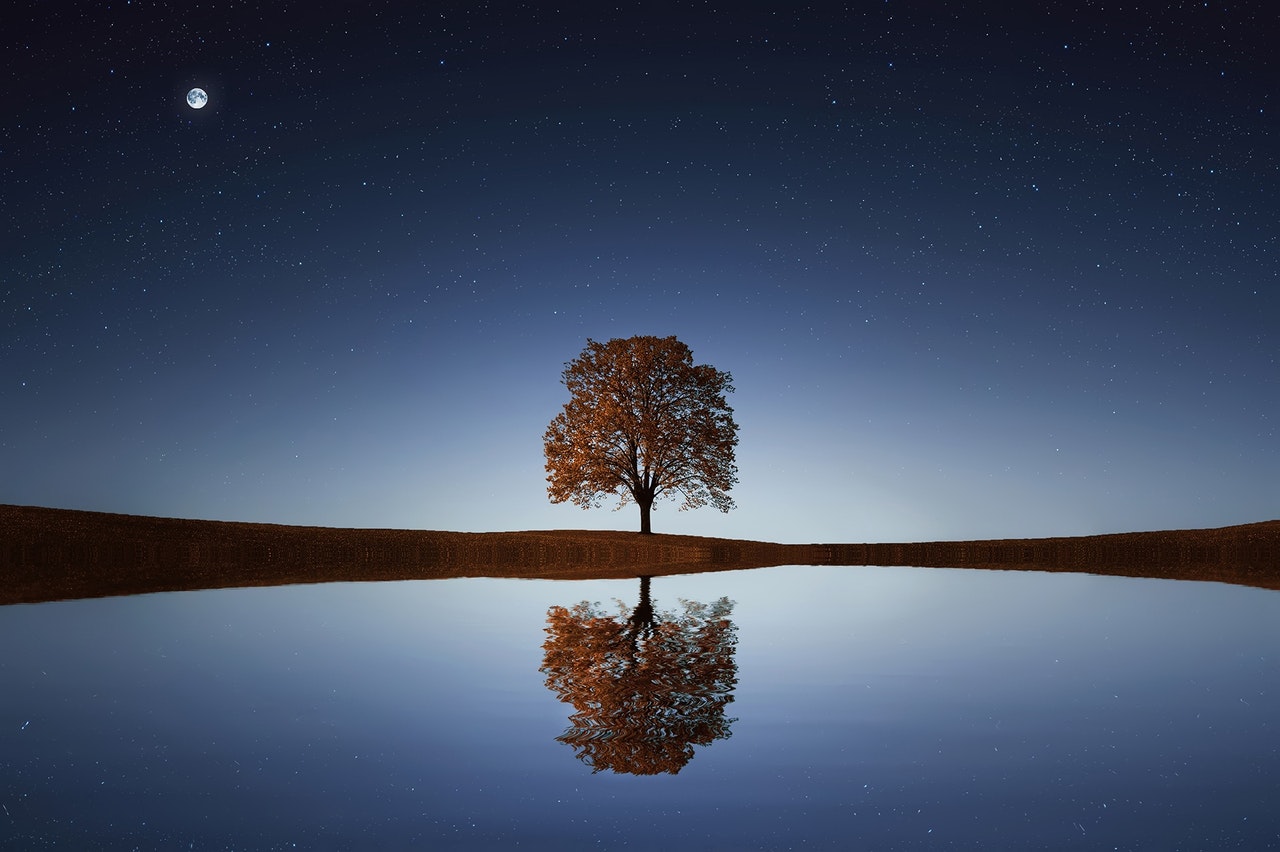 Green Tree Under The Starry Sky