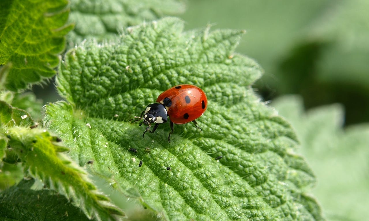 Small Ladybug on a Green Leaf