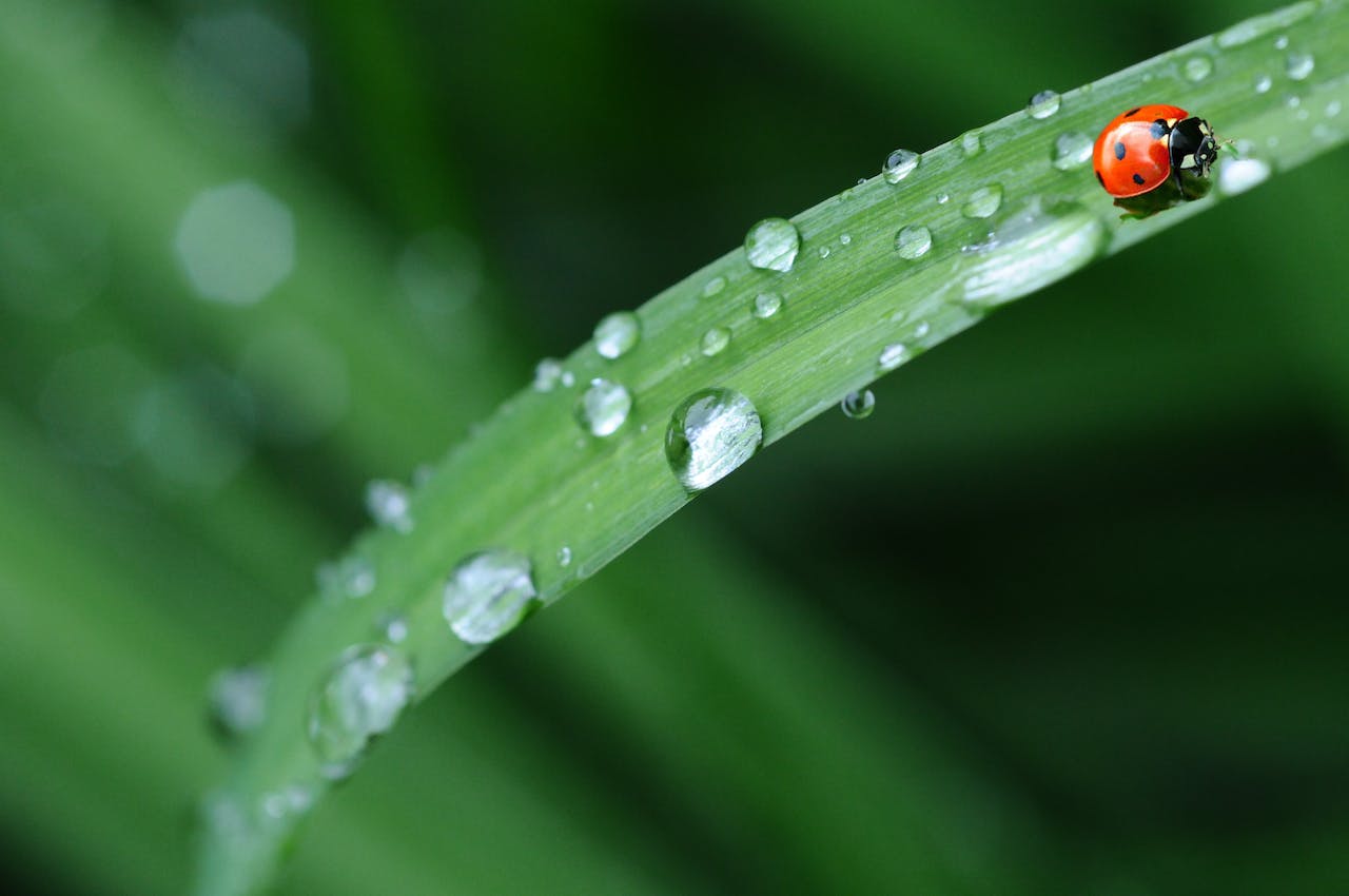 Red Little Ladybug in Green Grass