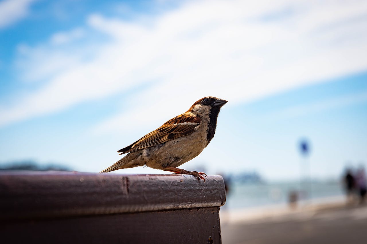 Sparrow