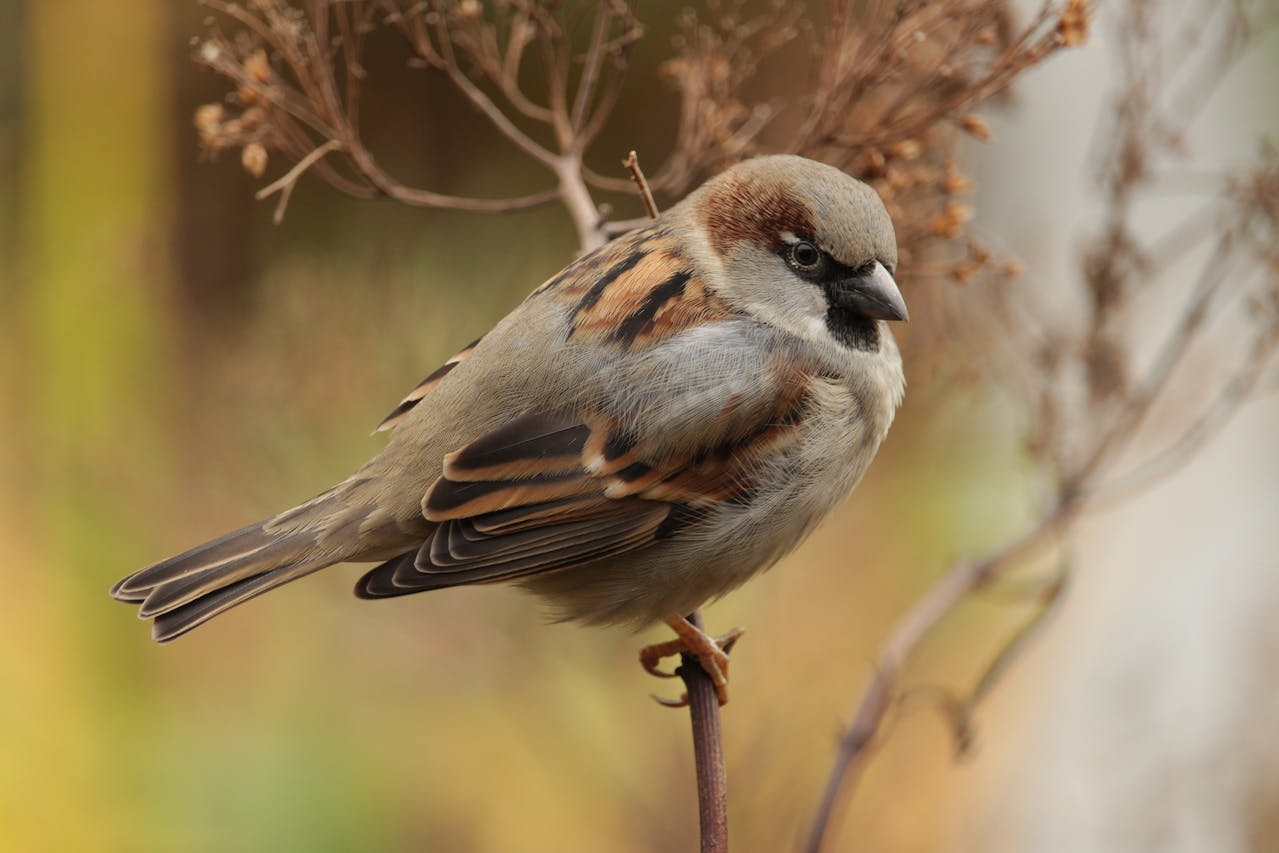 Sparrow Bird