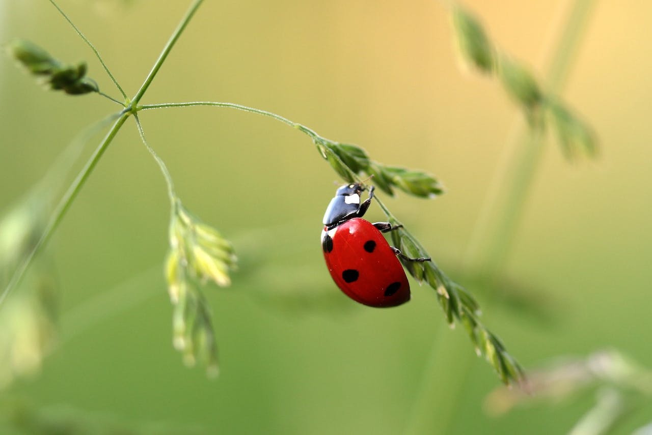 Ladybug on Leaf during Daytime